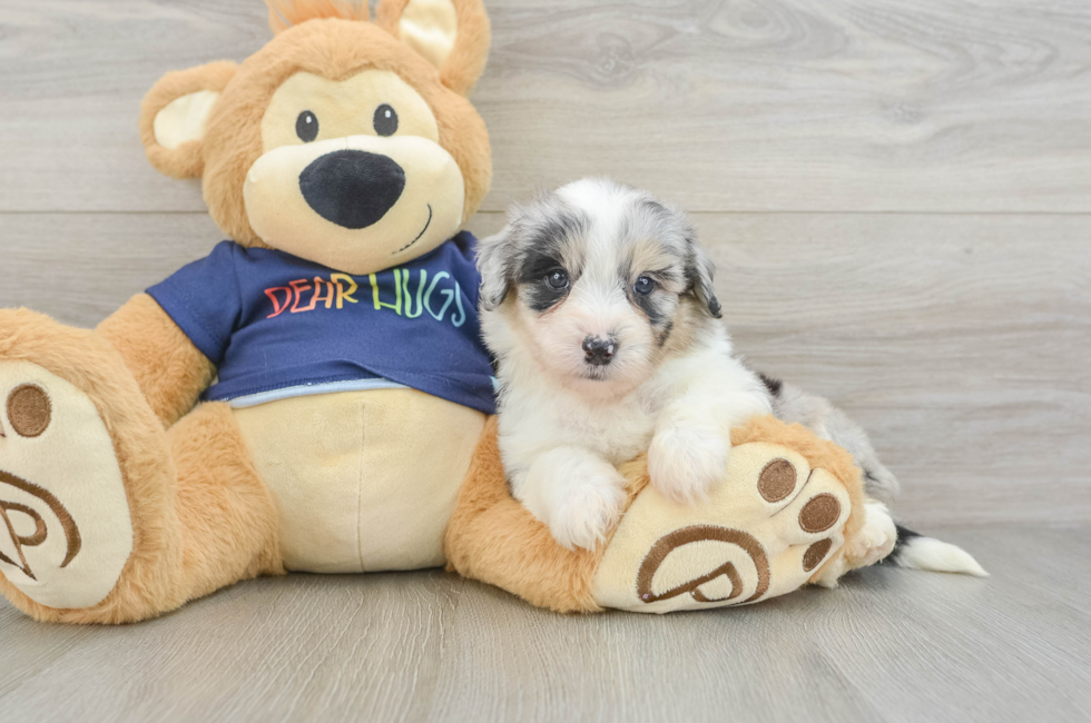 6 week old Mini Aussiedoodle Puppy For Sale - Simply Southern Pups