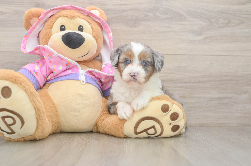 5 week old Mini Aussiedoodle Puppy For Sale - Simply Southern Pups