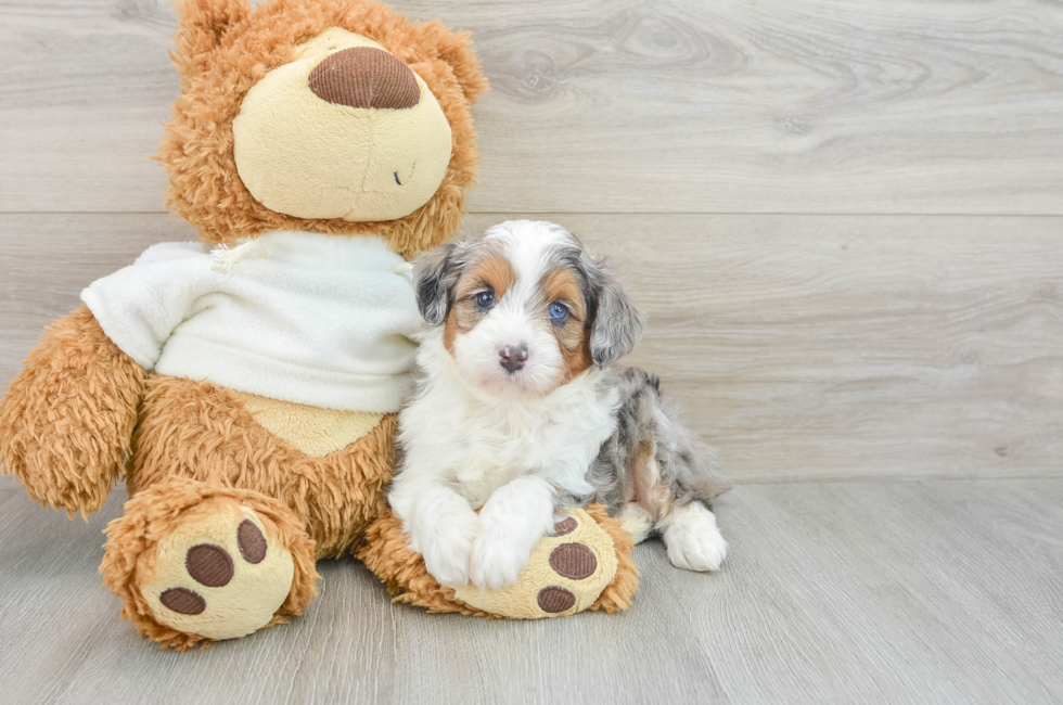 6 week old Mini Aussiedoodle Puppy For Sale - Simply Southern Pups