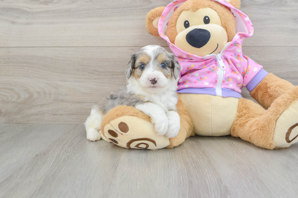 6 week old Mini Aussiedoodle Puppy For Sale - Simply Southern Pups