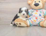 8 week old Mini Aussiedoodle Puppy For Sale - Simply Southern Pups
