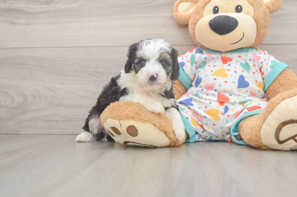 5 week old Mini Aussiedoodle Puppy For Sale - Simply Southern Pups