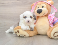 6 week old Mini Aussiedoodle Puppy For Sale - Simply Southern Pups