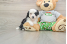 Smart Mini Aussiedoodle Poodle Mix Pup