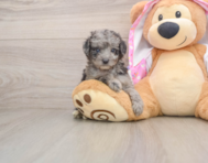 7 week old Mini Aussiedoodle Puppy For Sale - Simply Southern Pups