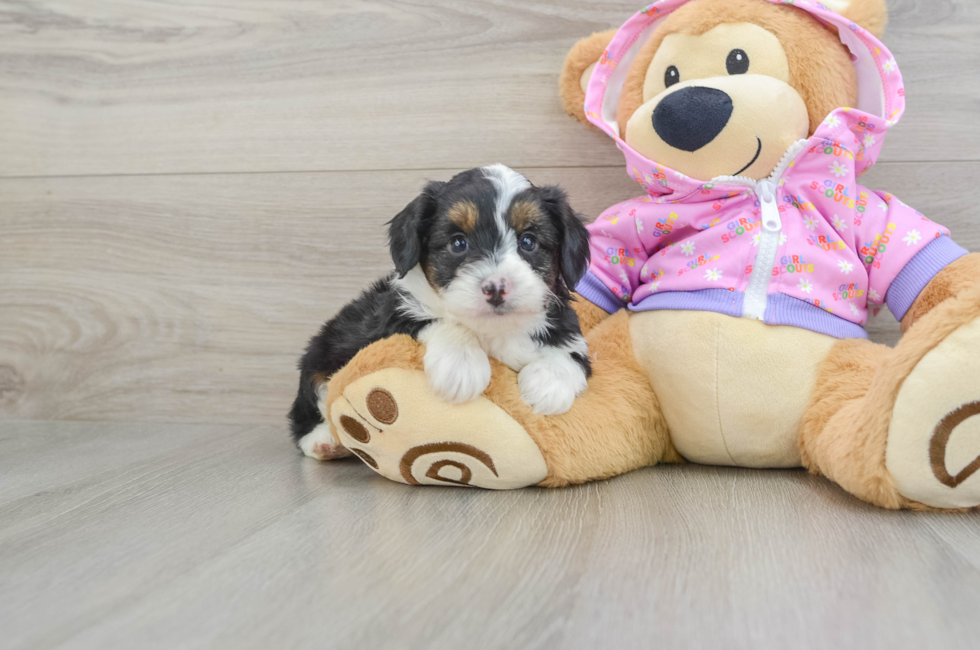 6 week old Mini Aussiedoodle Puppy For Sale - Simply Southern Pups