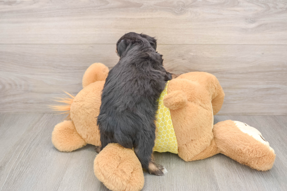 Petite Mini Aussiedoodle Poodle Mix Pup