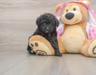 8 week old Mini Aussiedoodle Puppy For Sale - Simply Southern Pups