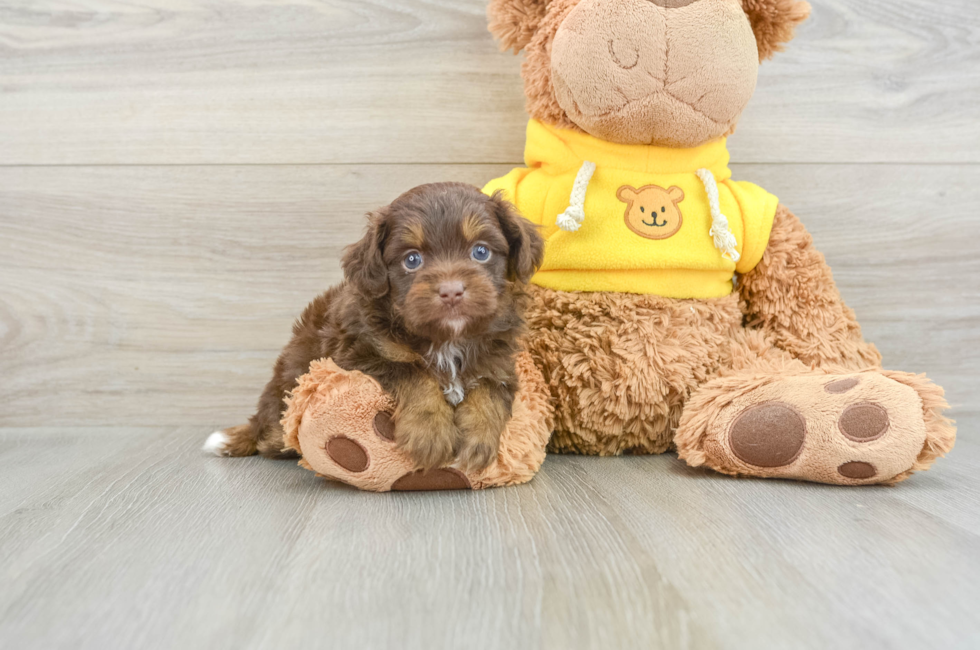 5 week old Mini Aussiedoodle Puppy For Sale - Simply Southern Pups