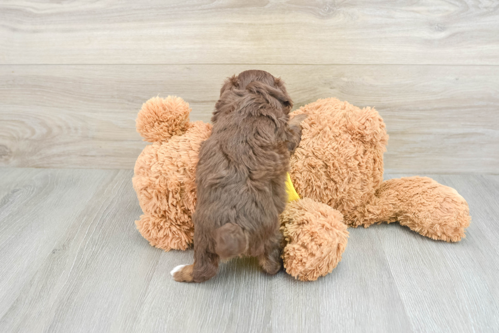 Small Mini Aussiedoodle Baby