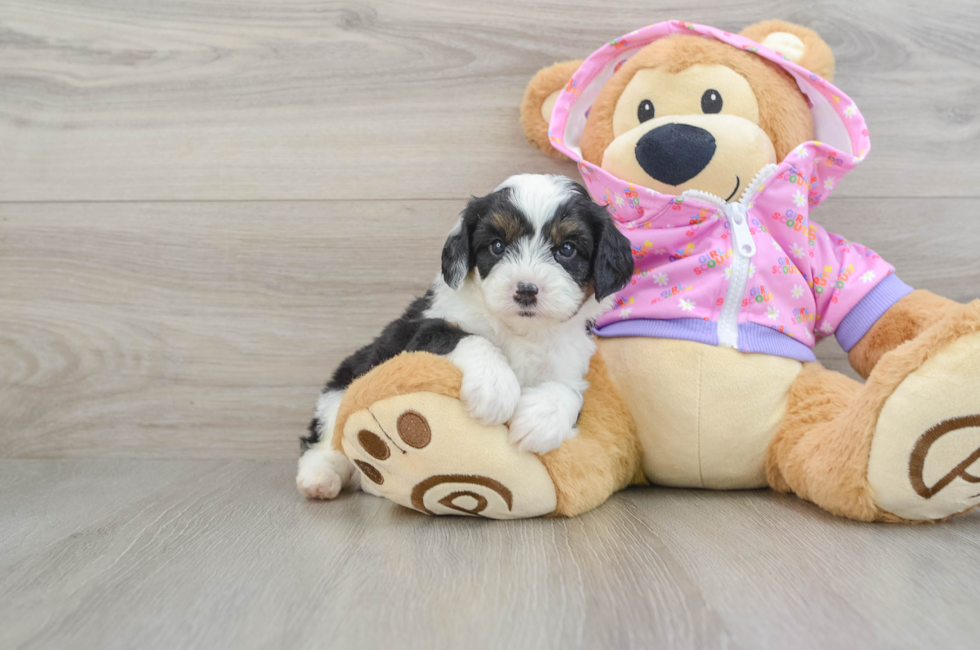 6 week old Mini Aussiedoodle Puppy For Sale - Simply Southern Pups