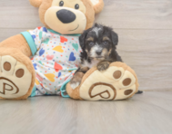 8 week old Mini Aussiedoodle Puppy For Sale - Simply Southern Pups