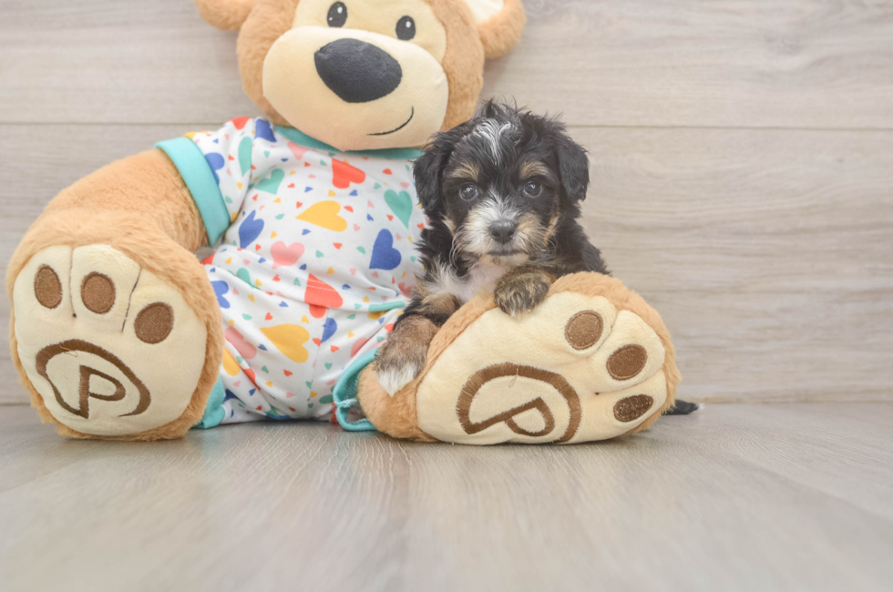 5 week old Mini Aussiedoodle Puppy For Sale - Simply Southern Pups