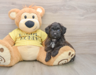 8 week old Mini Aussiedoodle Puppy For Sale - Simply Southern Pups