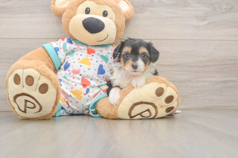5 week old Mini Aussiedoodle Puppy For Sale - Simply Southern Pups