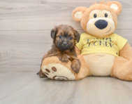 7 week old Mini Aussiedoodle Puppy For Sale - Simply Southern Pups