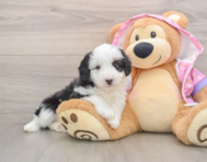 7 week old Mini Aussiedoodle Puppy For Sale - Simply Southern Pups