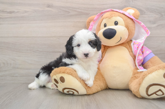 Mini Aussiedoodle Puppy for Adoption