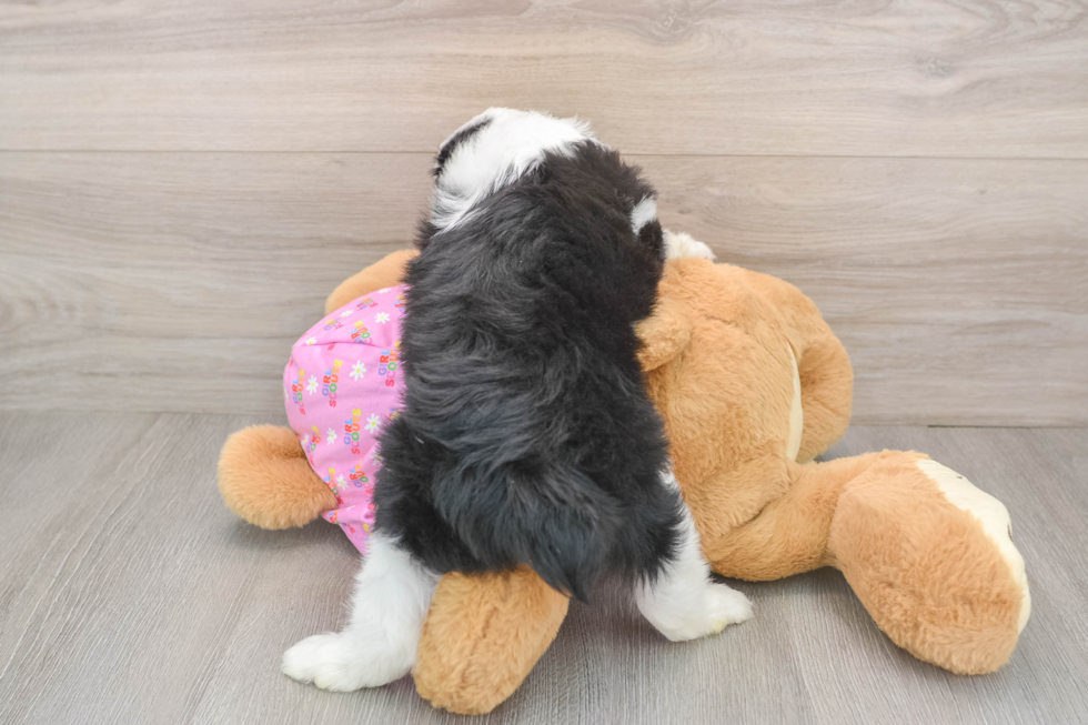 Funny Mini Aussiedoodle Poodle Mix Pup