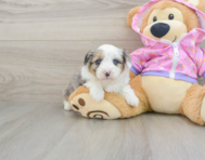 8 week old Mini Aussiedoodle Puppy For Sale - Simply Southern Pups