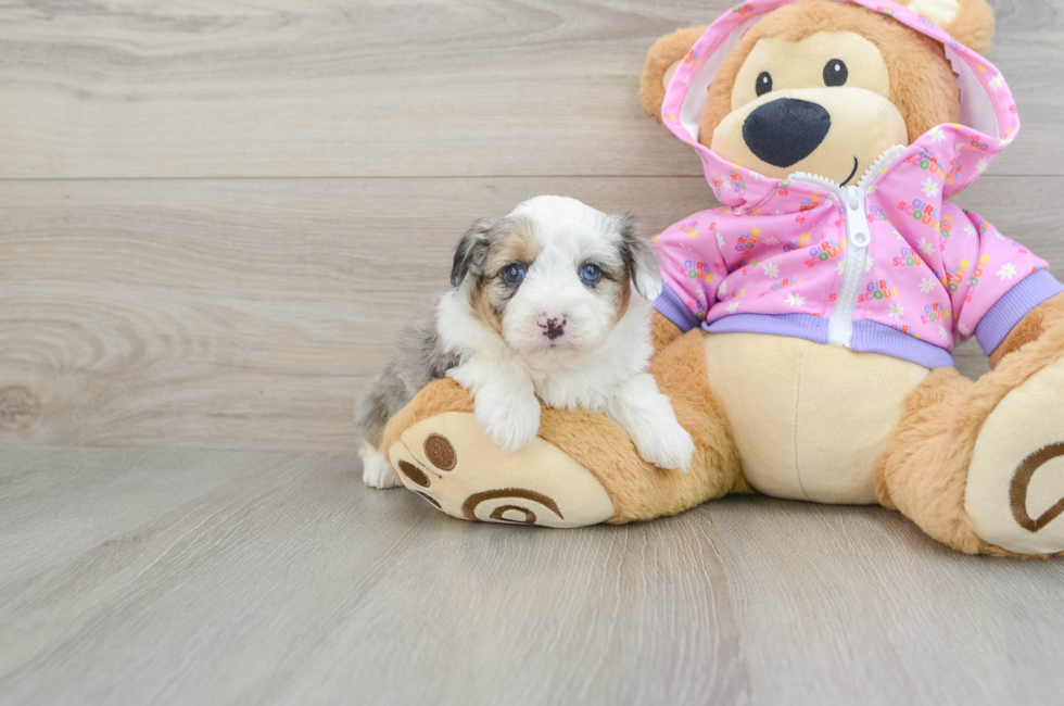 6 week old Mini Aussiedoodle Puppy For Sale - Simply Southern Pups