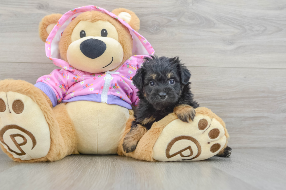 Little Mini Aussiepoo Poodle Mix Puppy