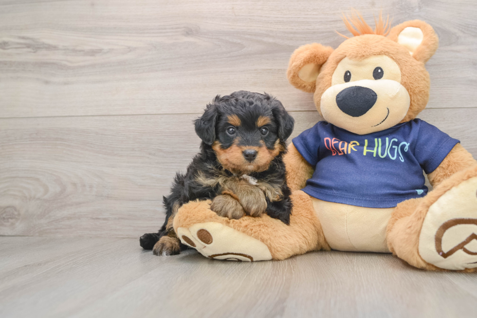 Friendly Mini Aussiedoodle Baby