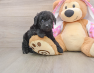 8 week old Mini Aussiedoodle Puppy For Sale - Simply Southern Pups