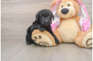 Best Mini Aussiedoodle Baby