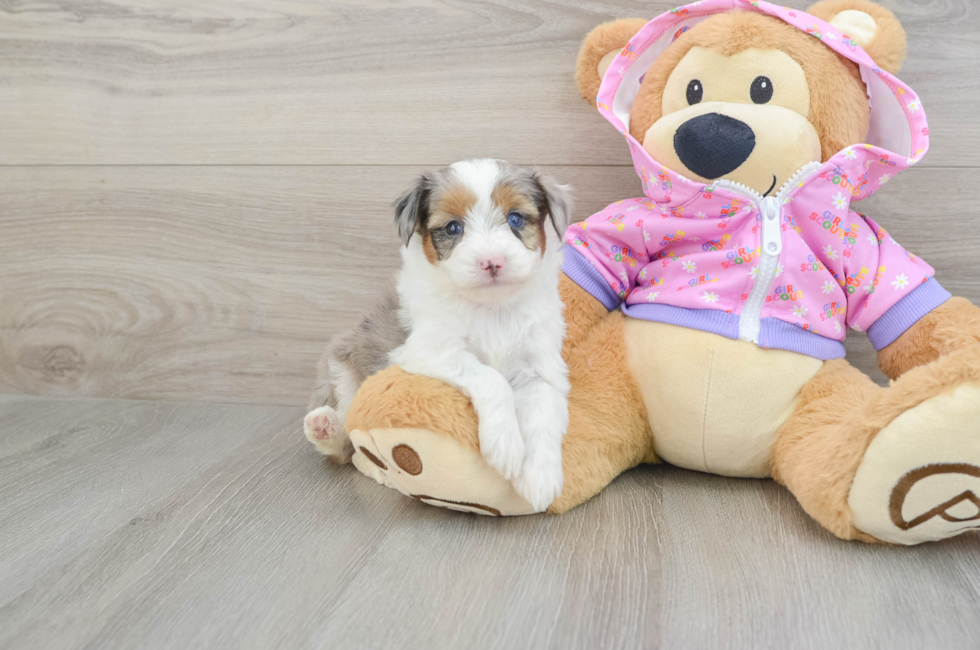 6 week old Mini Aussiedoodle Puppy For Sale - Simply Southern Pups