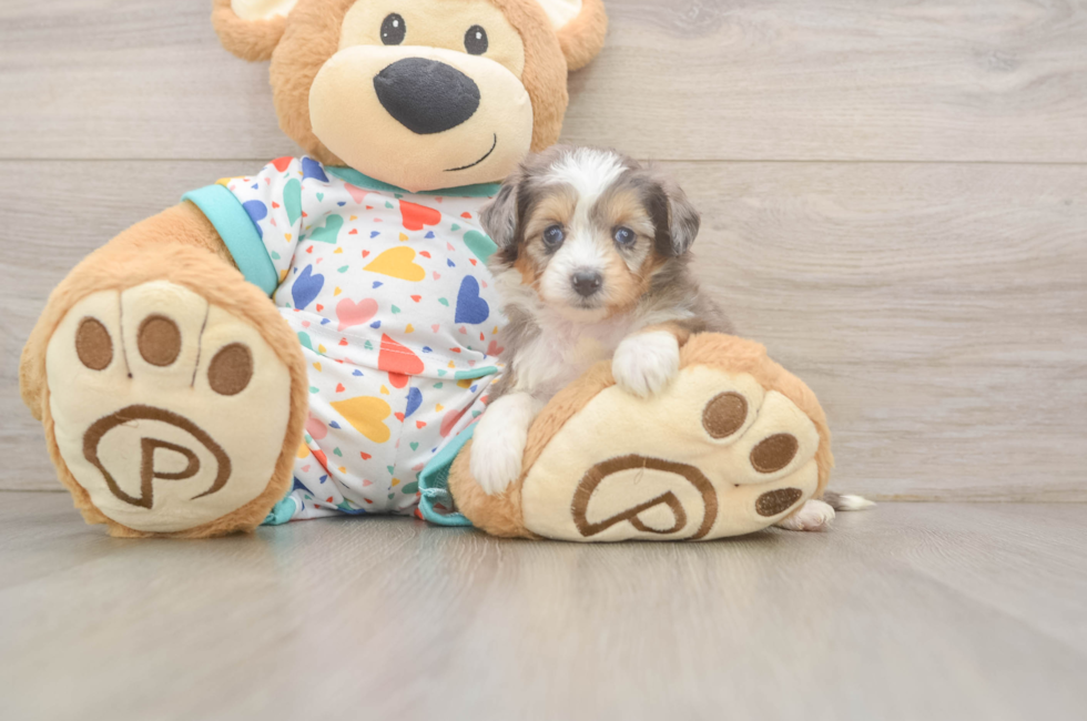 5 week old Mini Aussiedoodle Puppy For Sale - Simply Southern Pups