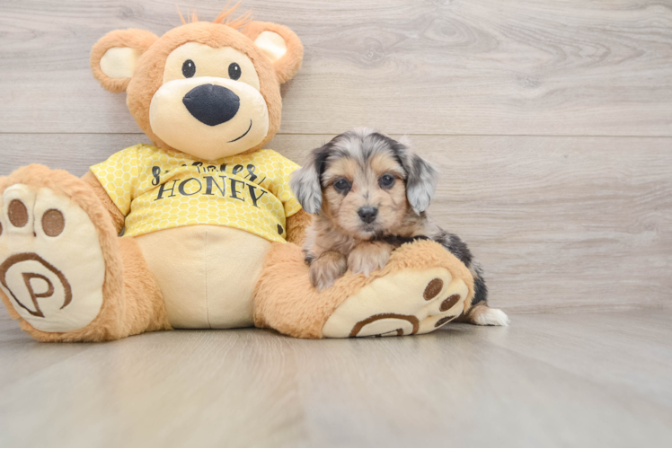 Smart Mini Aussiedoodle Poodle Mix Pup
