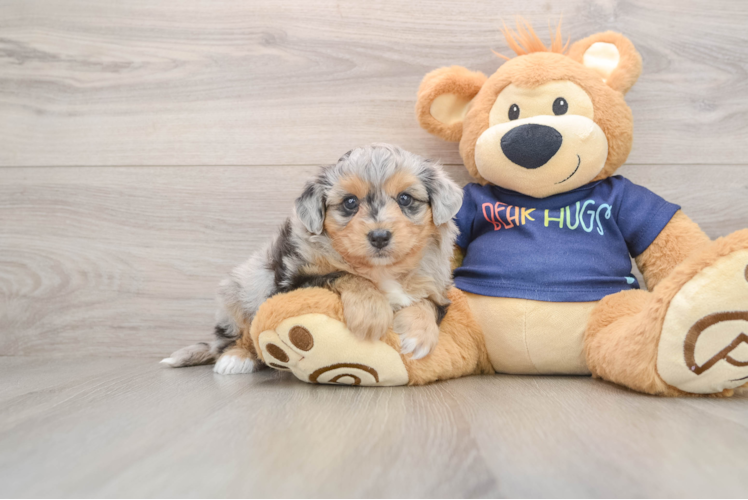 Happy Mini Aussiedoodle Baby