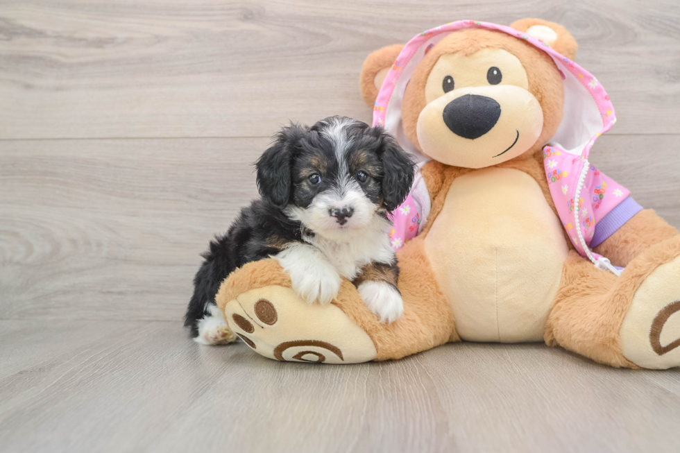 Happy Mini Aussiedoodle Baby