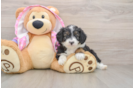 Mini Aussiedoodle Puppy for Adoption