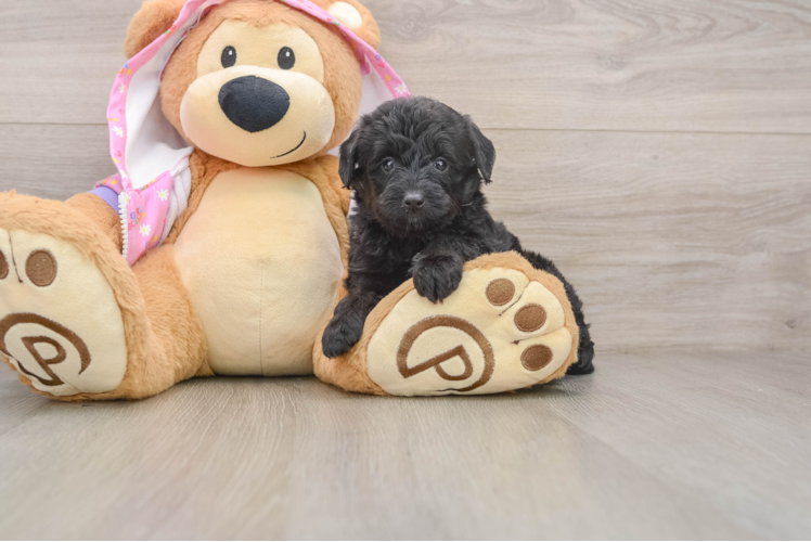 Happy Mini Aussiedoodle Baby