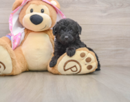 8 week old Mini Aussiedoodle Puppy For Sale - Simply Southern Pups