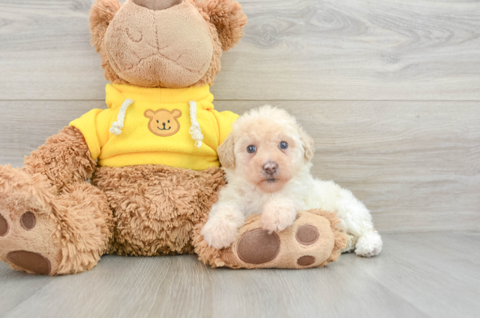 7 week old Mini Aussiedoodle Puppy For Sale - Simply Southern Pups