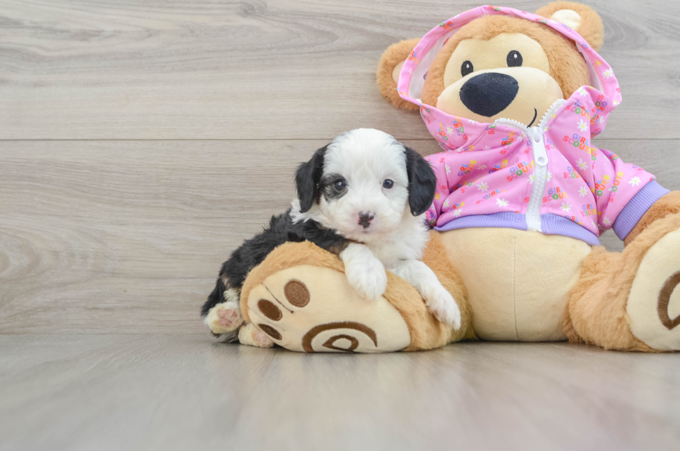 6 week old Mini Aussiedoodle Puppy For Sale - Simply Southern Pups