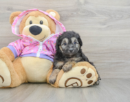 8 week old Mini Aussiedoodle Puppy For Sale - Simply Southern Pups