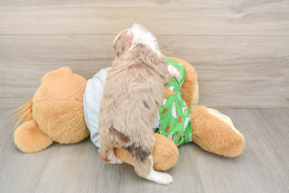 Mini Aussiedoodle Pup Being Cute