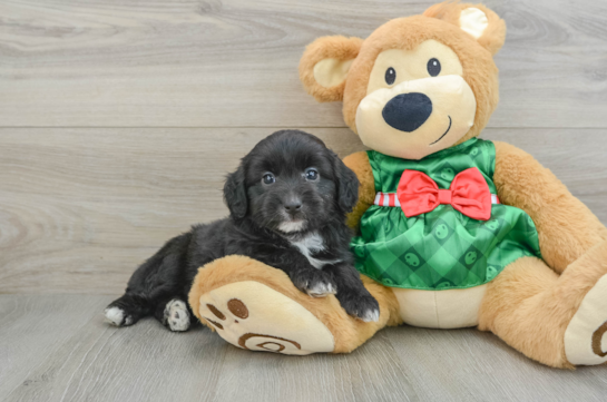 Fluffy Mini Aussiedoodle Poodle Mix Pup