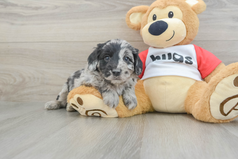 Mini Aussiedoodle Puppy for Adoption