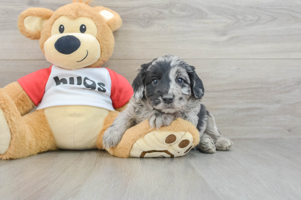 6 week old Mini Aussiedoodle Puppy For Sale - Simply Southern Pups