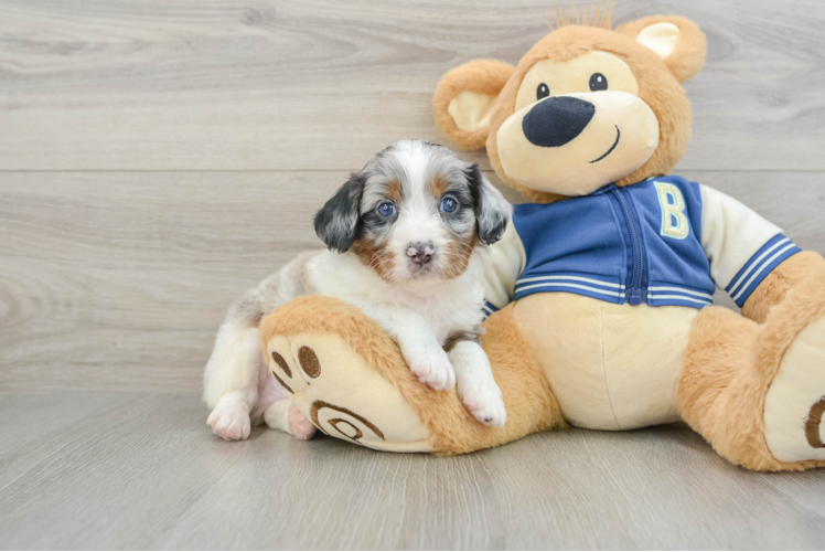 Small Mini Aussiedoodle Baby