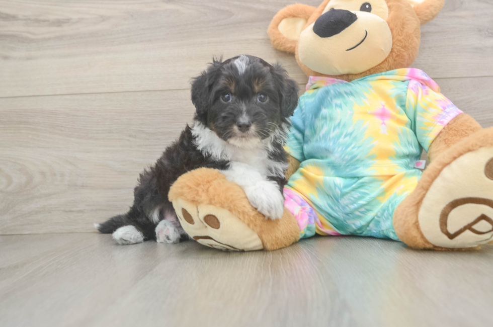 6 week old Mini Aussiedoodle Puppy For Sale - Simply Southern Pups