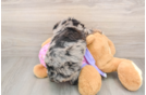 Happy Mini Aussiedoodle Baby