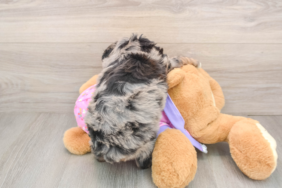 Happy Mini Aussiedoodle Baby