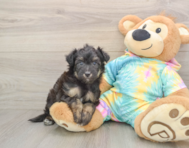 6 week old Mini Aussiedoodle Puppy For Sale - Simply Southern Pups