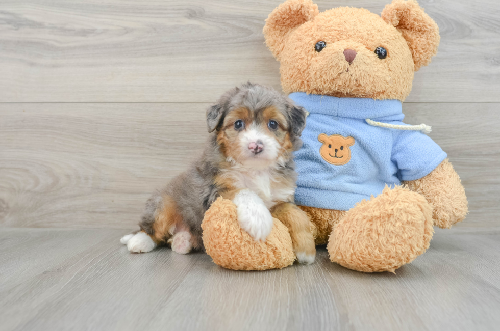 6 week old Mini Aussiedoodle Puppy For Sale - Simply Southern Pups